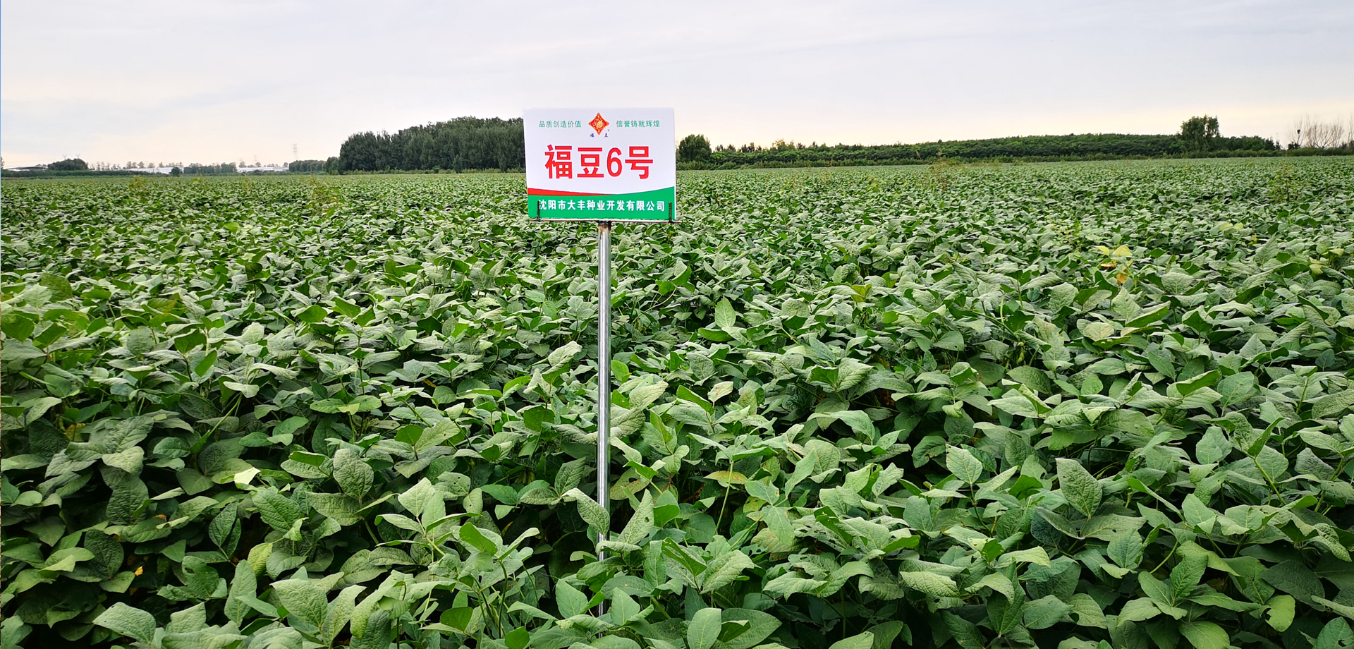 福豆6號(hào)